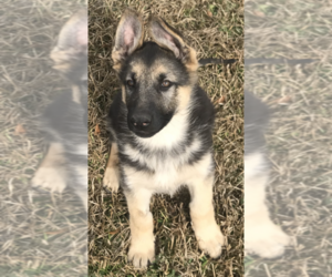German Shepherd Dog Puppy for sale in CHIEFLAND, FL, USA