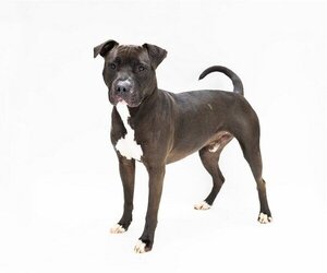 American Pit Bull Terrier-Unknown Mix Dogs for adoption in Rootstown, OH, USA