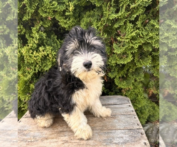 Medium Photo #3 Poo-Ton Puppy For Sale in MIDDLEBURY, IN, USA