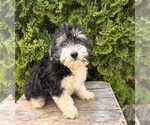 Small #2 Poo-Ton