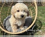Small #3 Poochon