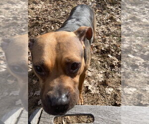 Plum - Female Beagle-Unknown Mix Dog for Adoption - Photo #11