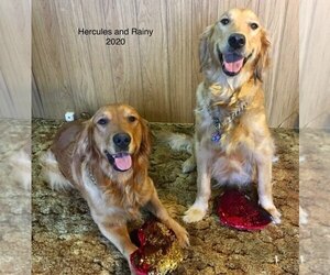 Golden Retriever Puppy for sale in COULEE CITY, WA, USA