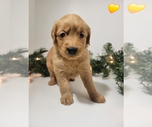 Golden Retriever Puppy for sale in GOODYEAR, AZ, USA