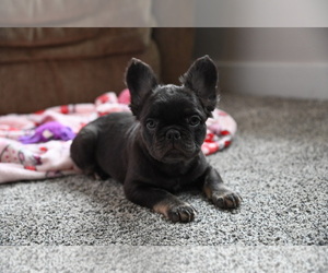 French Bulldog Puppy for sale in CHICAGO, IL, USA
