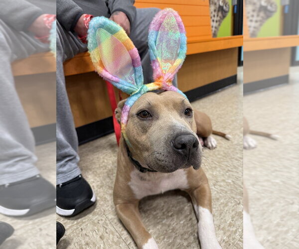 Medium Photo #1 American Staffordshire Terrier-Unknown Mix Puppy For Sale in Wenonah, NJ, USA