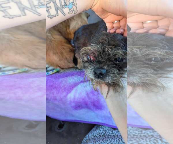 Medium Photo #1 Chihuahua-Unknown Mix Puppy For Sale in Lewistown, PA, USA