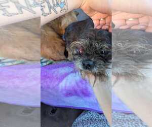 Chihuahua-Unknown Mix Dogs for adoption in Lewistown, PA, USA