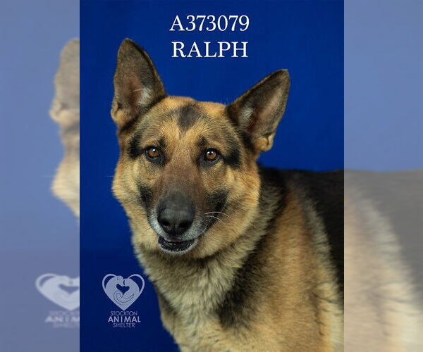 Medium Photo #1 German Shepherd Dog Puppy For Sale in Stockton, CA, USA