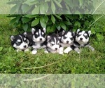 Small Photo #19 Pomsky Puppy For Sale in BAXTER, TN, USA