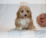 Small #2 Cockapoo (Miniature)
