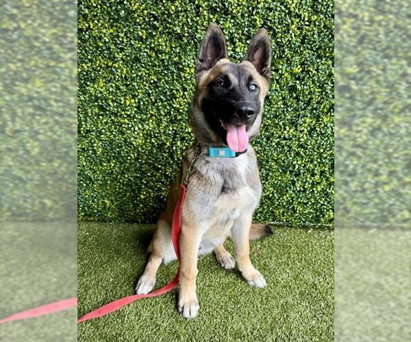 Medium Photo #1 German Shepherd Dog Puppy For Sale in Naples, FL, USA