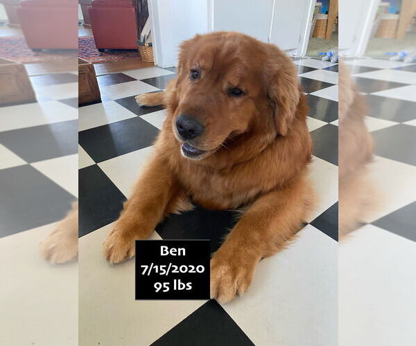 Medium Photo #13 Golden Retriever Puppy For Sale in West Hollywood, CA, USA
