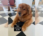 Small #12 Golden Retriever