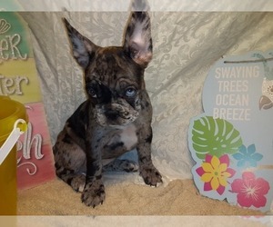 French Bulldog Puppy for sale in PAWTUCKET, RI, USA