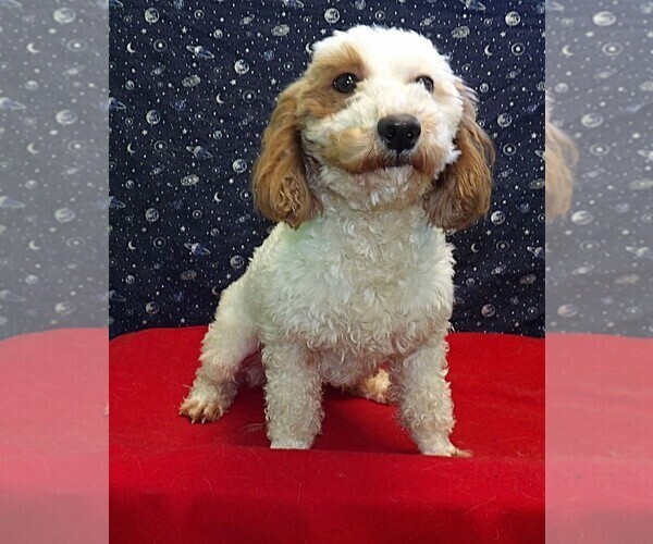 Medium Photo #5 Bichon Frise-Poodle (Standard) Mix Puppy For Sale in PATERSON, NJ, USA