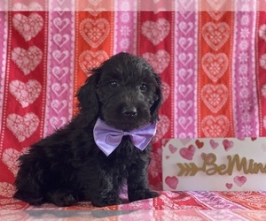 Goldendoodle (Miniature) Puppy for sale in LANCASTER, PA, USA