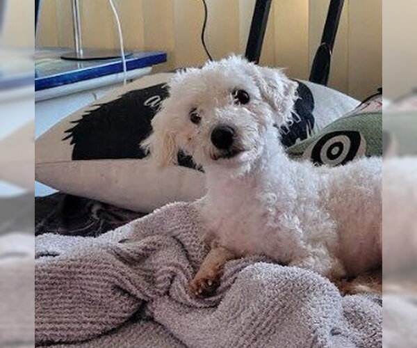 Medium Photo #5 Maltipoo (Miniature) Puppy For Sale in San Diego, CA, USA