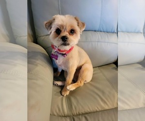 Shih Tzu Dogs for adoption in Corona, CA, USA