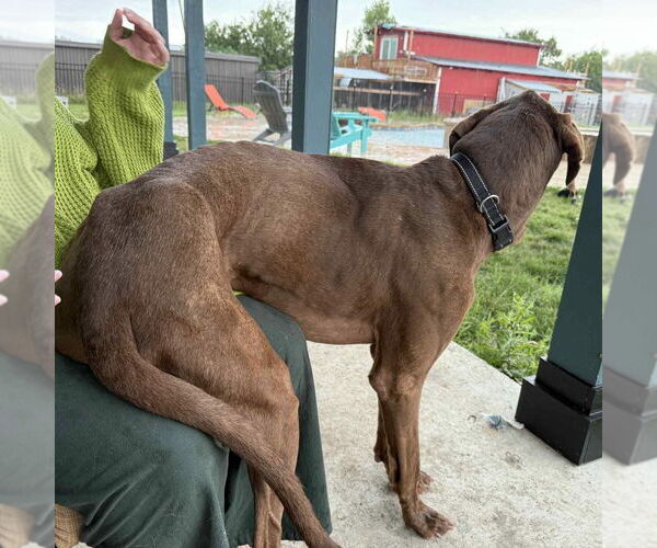 Medium Photo #4 Great Dane-Unknown Mix Puppy For Sale in Canton, CT, USA