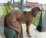 Small #3 Great Dane Mix