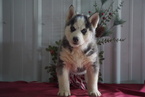 Small Photo #2 Siberian Husky Puppy For Sale in FREDERICKSBG, OH, USA