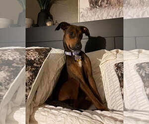 Monica - Female Doberman Pinscher-Unknown Mix Dog for Adoption - Photo #2