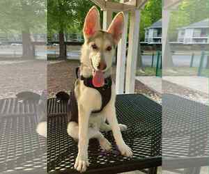 Gerberian Shepsky Dogs for adoption in Holly Springs, NC, USA