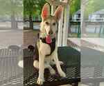 Small Photo #1 Gerberian Shepsky Puppy For Sale in Holly Springs, NC, USA