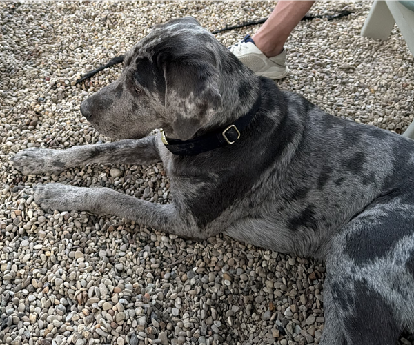 Medium Photo #4 Catahoula Leopard Dog Puppy For Sale in McKinney, TX, USA