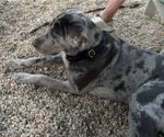 Small #3 Catahoula Leopard Dog