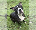 Small American Bulldog Mix