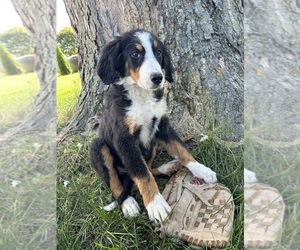 Bernese Mountain Dog Puppy for sale in MIDDLEBURY, IN, USA