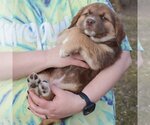 Small Photo #4 Australian Shepherd-German Shepherd Dog Mix Puppy For Sale in Huntley, IL, USA
