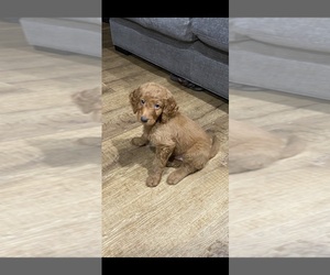 Goldendoodle Puppy for sale in BRADENTON, FL, USA