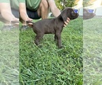 Small Photo #14 German Shorthaired Pointer Puppy For Sale in FRANKLIN, KY, USA