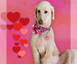 Small #10 Goldendoodle