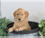 Small Photo #3 Golden Retriever Puppy For Sale in THORP, WI, USA
