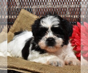 Mal-Shi-Shih Tzu Mix Puppy for sale in LEWISBURG, PA, USA