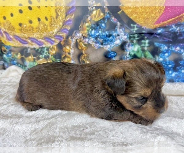Medium Photo #5 Morkie Puppy For Sale in CASSVILLE, MO, USA