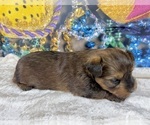 Small #4 Morkie