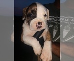 Small Photo #12 American Bulldog Puppy For Sale in MILLS RIVER, NC, USA