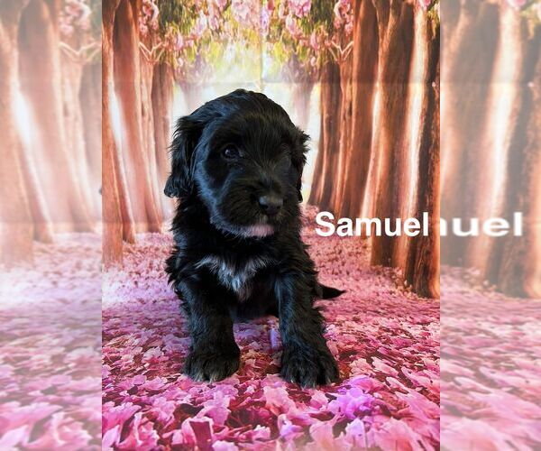 Medium Photo #7 Portuguese Water Dog Puppy For Sale in OAKLAND, MI, USA