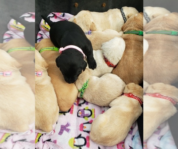 Medium Photo #3 Labrador Retriever Puppy For Sale in OLYMPIA, WA, USA