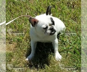 French Bulldog Puppy for sale in SANGER, TX, USA