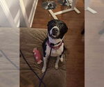 Small #1 Mutt