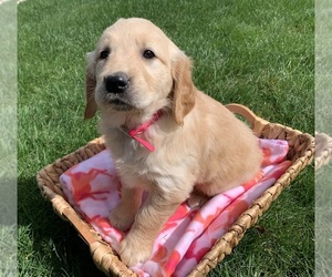 Golden Retriever Puppy for sale in GREENWD, IN, USA