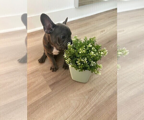 Medium Photo #6 French Bulldog Puppy For Sale in YONKERS, NY, USA
