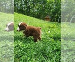 Small Photo #4 Australian Shepherd Puppy For Sale in LEWISBURG, WV, USA