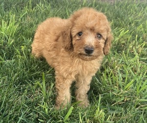 Medium Poodle (Toy)
